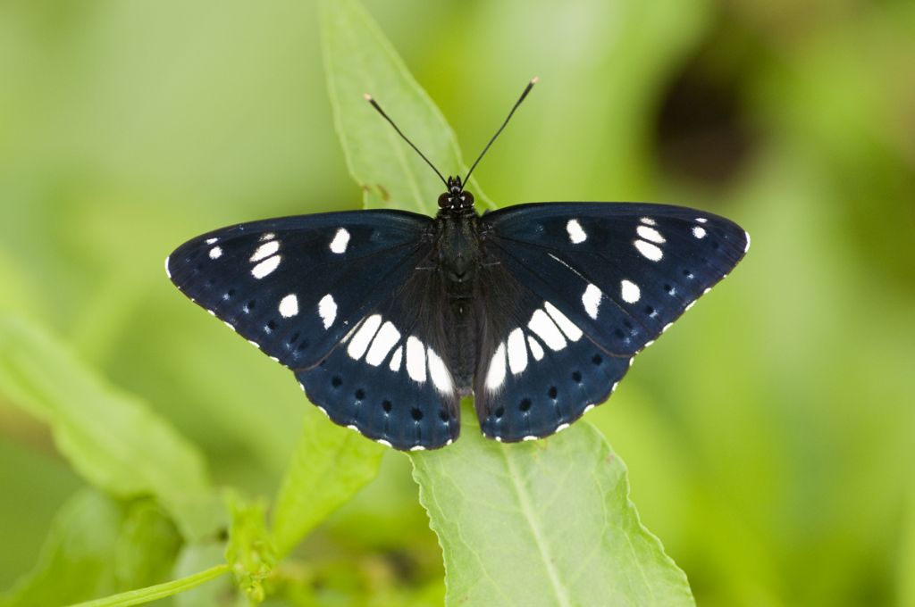 Limenitis reducta